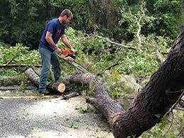 Professional Tree Care in Mount Cob, PA