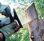How Our Tree Care Process Works  in  Mount Cob, PA