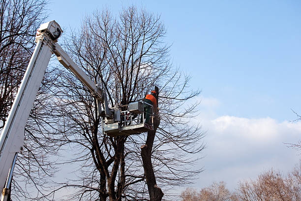 Leaf Removal in Mount Cob, PA